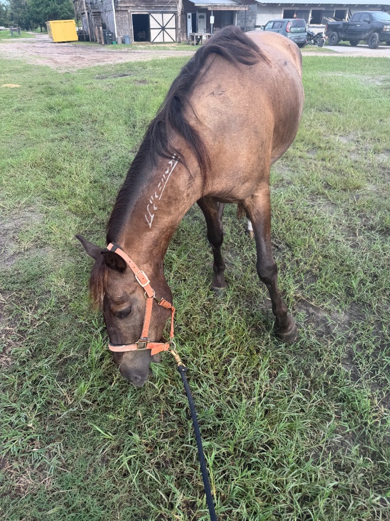 Clark, a tan mustang with a dark mane, grazing