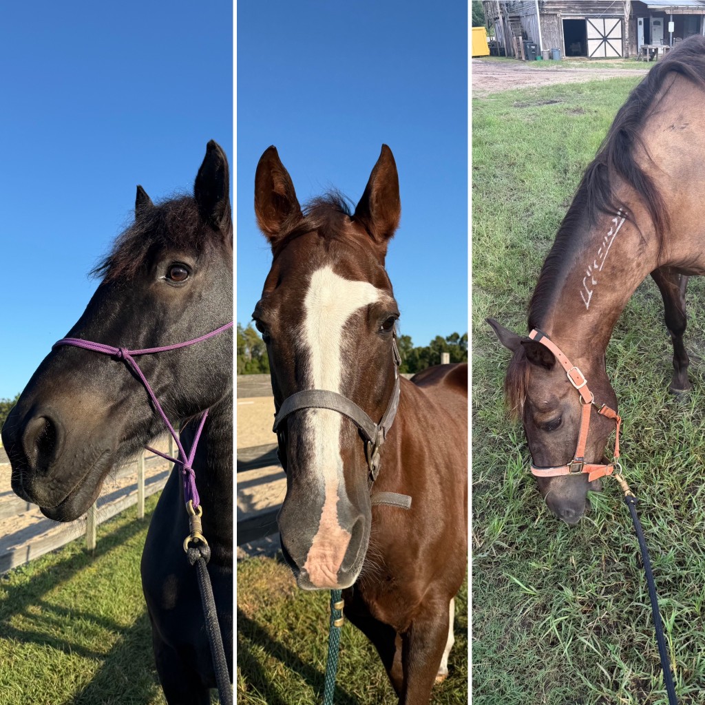 Skipper, Zeus, and Clark, the program horses at Handle With Care Ranch