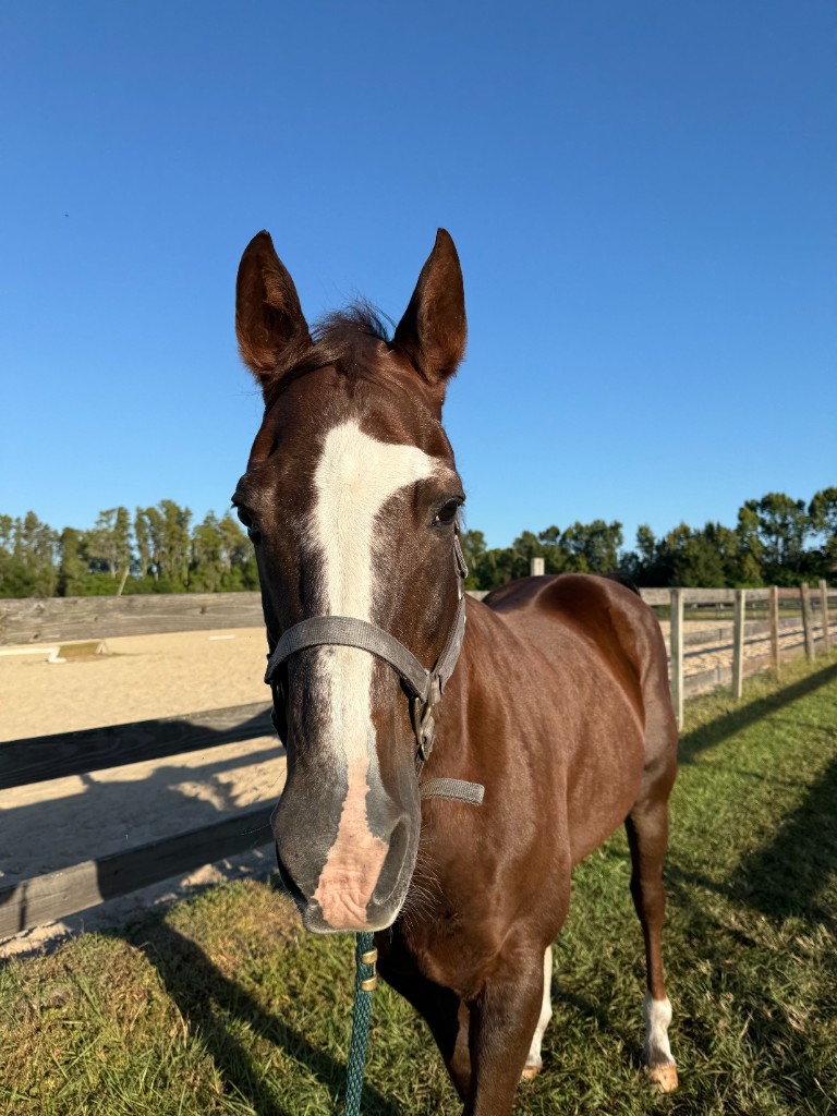 Skipper, a bay horse with a wide white blaze, standing quietly at the ranch