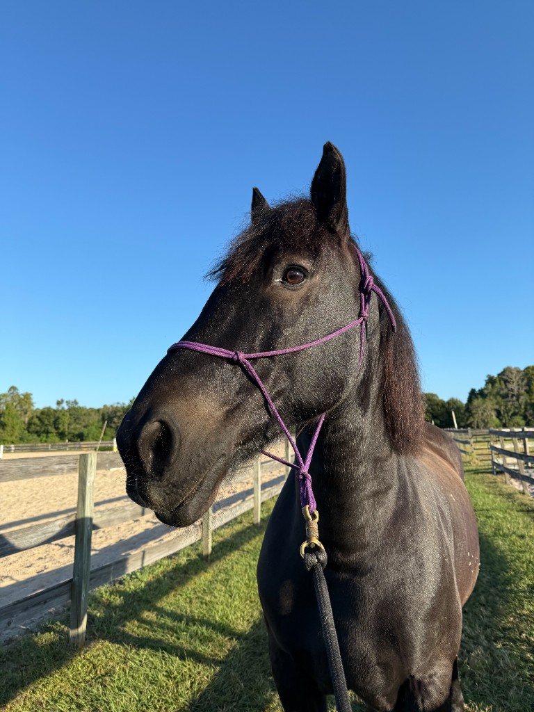 Zeus, a dark Percheron in a purple rope halter